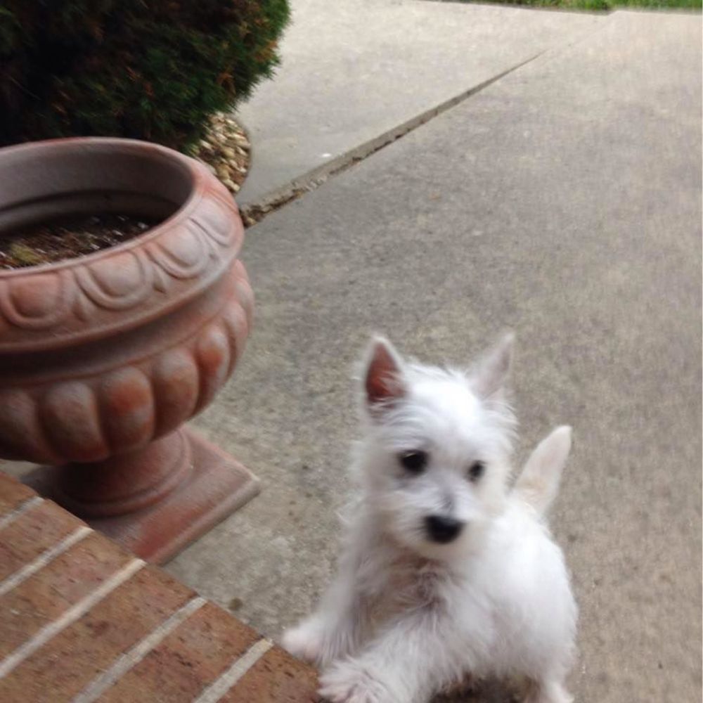 Meet your Posher, Cheri